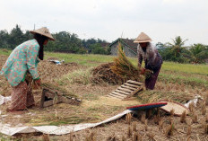 Luar Biasa, Kabupaten dekat dengan Kota Palembang Ini Ternyata Nomor Wahid Produksi Padi dan Beras di Sumsel!