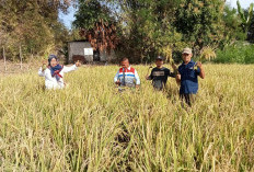 Wujudkan Ketahanan Pangan, Kembangkan Integrated Farming