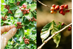 Bukan Cuma Sejuk, OKU Selatan Juarai Produksi Kopi Sumsel