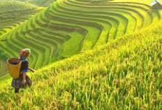 Ekonomi Sumsel Melejit! Ini Kabupaten Penghasil Padi Terbesar 2025