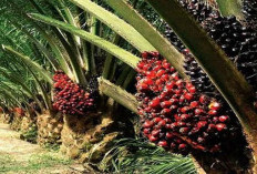 Sawit Tak Sepenuhnya Dominan, Fakta Produksi Perkebunan Sumsel 2021 Ini Bikin Kaget—Cek Datanya!