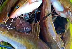 7 Manfaat Ikan Baung Untuk Kesehatan Tubuh