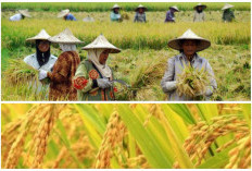 Sumsel Tembus 3 Besar Daerah Produksi Padi Nasional Ditopang Kabupaten 40 Km dari Palembang Ini