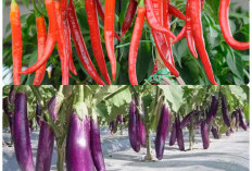 Daerah  dengan Produksi Sayuran  Terbesar di Sumsel, Ini Rinciannya!