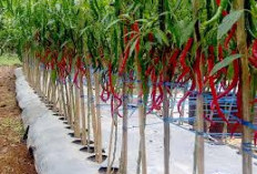 Produksi Cabai di Muara Enim Meledak! Kecamatan Ini Panen Cabai Keriting Paling Tinggi