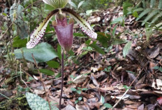 Unik, Ini  Bentuk Anggrek Endemik di Hutan Sumatra Selatan Paphiopedilum Superbiens dan Vanda Foetida