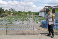 Dukung Ketahanan Pangan, Tanam Cabai di Pekarangan