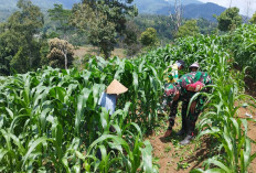 Bantu Petani Jagung Hingga Panen