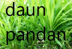 6 Manfaat Daun Pandan