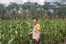 Komunitas Jagung Diminati Petani di Muara Enim 