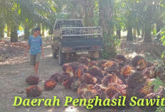 Daerah Penghasil Sawit Terbesar di Sumsel Ini Produksinya Mencapai 213.466 ton