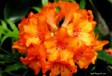 Spesies Baru Rhododendron Berbunga Oranye Ditemukan BRIN di Sulawesi Tengah, Ini Keunikannya