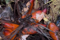 Wajib Dicoba! Inilah Manfaat Salak Hutan