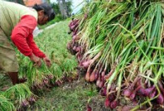 Pagar Alam, Kota Sejuta Bawang Merah! 7 Jam dari Palembang, Kok Bisa?