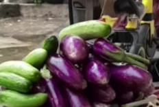 Timun dan Terong Ungu Banyak Manfaat Bagi Kesehatan
