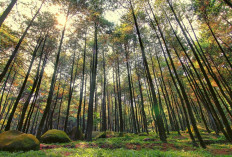 Healing Murah Meriah di Sumsel: Dari Gunung Dempo Sampai Pulau Kemaro, Liburan Anti Galau Dijamin Aman!
