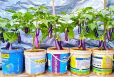  Rahasia Menanam Terong Ungu di Pot: Hasil Lebat, Perawatan Mudah!