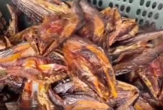 Kelebihan Utama Ikan Salai, Awet dan Tahan Lamaa Ikan salai merupakan makanan yang sangat beegizi