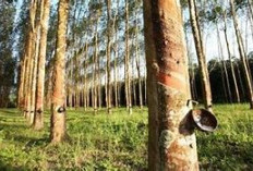 Getah yang Menyambung Nafas Ekonomi Sumsel: Karet Bertahan di Tengah Gempuran Sawit
