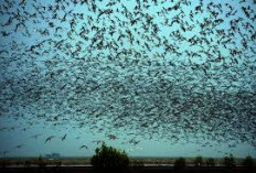 Taman Nasional Sembilang: Surga Burung Migran, Hutan Mangrove, dan Rawa Gambut di Sumsel!