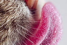 7 Manfaat Dari Duri Pada Lidah Kucing
