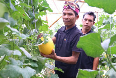 Kelompok Pembibitan Eco Agrotomation Binaan Bukit Asam Panen Perdana Melon Premium