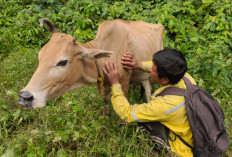 Dilanda Banjir, Peternak Sapi Kesulitan Cari Rumput