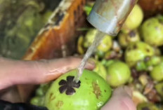 Manggis Muda Kaya Akan Antioksidan, Vitamin, dan Mineral Yang Baik Untuk Tubuh