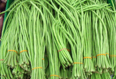Kacang Panjang Sumsel : Siapa Penguasa Pasar dan Mengapa Produksinya Timpang?