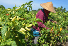 Bukan Bawang Merah atau Tomat, Sayuran Ini Jadi Raja Lahan Pertanian Sumsel
