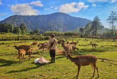 Pesona Ranca Upas: Wisata Bersama Rusa di Alam Terbuka