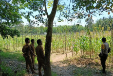 Petani Jagung Hadapi Kendala Panen
