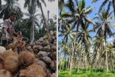 Satu Daerah di Sumsel Dominasi Perkebunan Kelapa