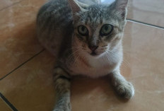 10 Manfaat Utama Memelihara Kucing