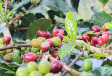 Sumatera Selatan Kalahkan Lampung, Jadi Penghasil Kopi Terbesar di Indonesia