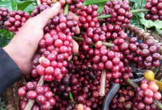 Mengejutkan! OKU Selatan Jadi Raja Kopi Sumsel, Kalahkan Pagar Alam dan Empat Lawang