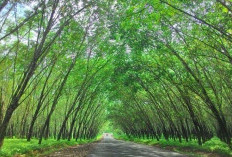 Bukan Talang Ubi, Ini Kecamatan yang Jadi Juara dengan Produksi Karet Terbesar di Kabupaten PALI