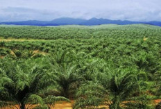  Ekonomi Sumsel Melaju Kencang! Komoditas Perkebunan Meledak, Sawit dan Kopi Jadi Motor Penggerak Baru
