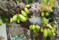 Tidak Hanya Buahnya Saja, Ternyata Akar Belimbing Juga Ada Manfaatnya