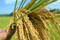 Produksi Padi Sumsel Tembus 1,6 Juta Ton, Daerah Mana Paling Perkasa?