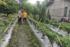 Dukung Ketahanan Pangan, Warga Desa Sukajadi Manfaatkan Lahan Tanam Cabai