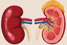 Tips Jaga Ginjal agar Tetap Sehat dan Terhindar dari Cuci Darah, MencegahLebih Baik dari Mengobati, Yuk Simak!