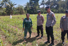Wujudkan Harapan Lewat Ketahanan Pangan Jagung