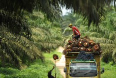 Fakta Terbaru! Sawit Kuasai Lahan Perkebunan Rakyat, Karet Tergeser