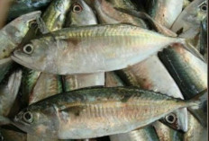 Anda Tau Ikan Kembung? Ini Lo Manfaat dan Bahaya Ikan kembung!