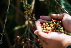2  Kabupaten ini Diam-diam jadi Raksasa ekonomi dari Komoditas Kopi, Jadi Motor Ekonomi Baru Sumsel