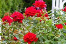 Selain Membuat Wajah Glowing, Bunga Mawar Juga Bermanfaat untuk Kesehatan Tubuh 