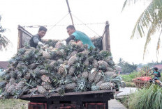 Kabupaten Terdepan Produksi Nanas Melimpah, Prabumulih Minggir