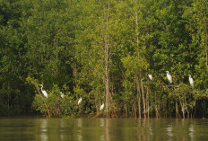 Taman Nasional Sembilang: Surga Tersembunyi di Sumsel, Habitat Harimau Sumatra & Ribuan Burung Migran!