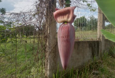 Jantung Pisang Mampu juga Mengontrol Kadar Gula